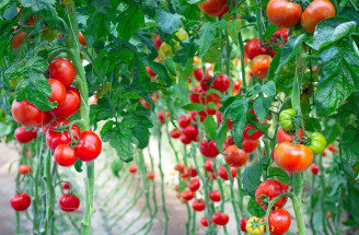Triky na pestovanie paradajok: Vyskúšajte starú čínsku metódu a úrodu nebude stíhať oberať!