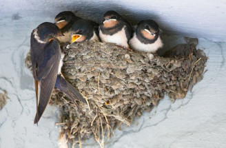 Lastovičie hniezda: Ako sa im vyvarovať na fasáde domu?