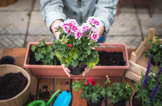 TOP tipy na pestovanie muškátov – pre tie najkrajšie kvety