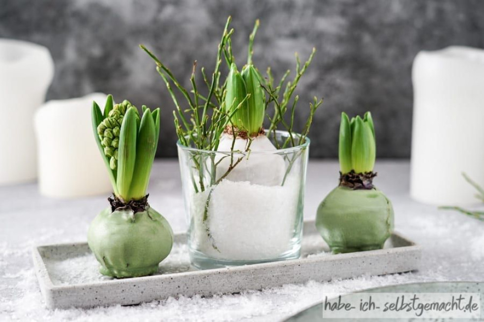 Voskované hyacinty v jarnej dekorácii